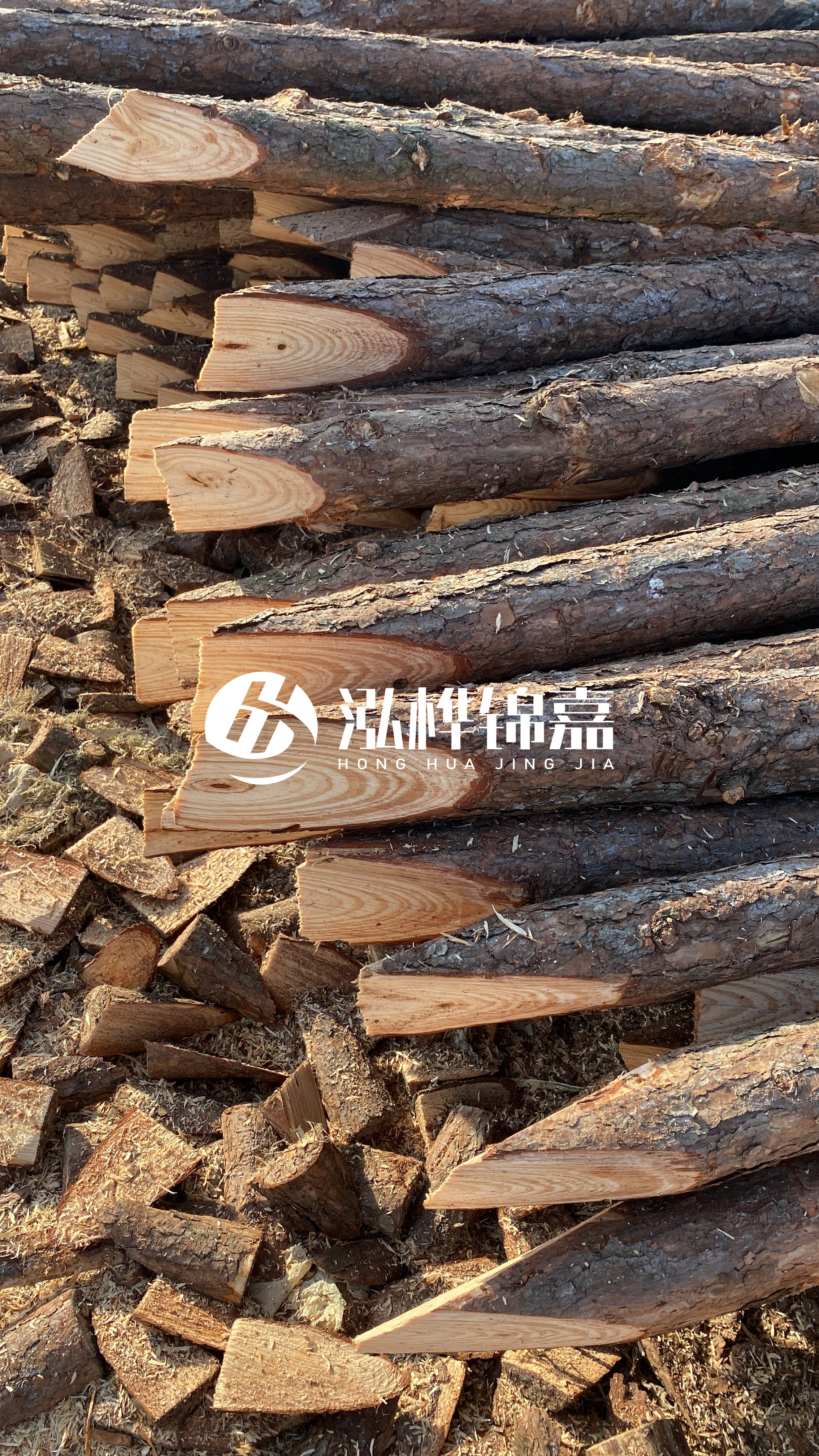 松木樁怎么分辨好壞？學(xué)會這幾招，輕松分辨松木樁好壞不踩雷！